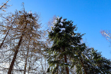 A low-angle view showcases the tops of tall, snow-dusted coniferous and deciduous trees against a bright blue sky on a sunny day.
