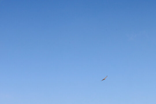 ​A minimalistic shot of a bright blue, cloudless sky, where a small bird with outstretched wings flies high below. The image conveys a sense of freedom, space, a bright sunny day, and height.