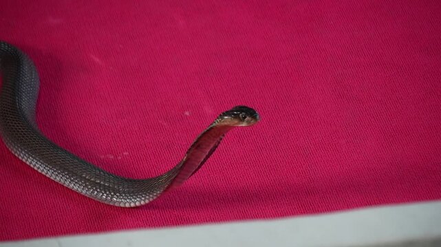 Krabi, thailand - Dec 24 2024: a Cobra show in thailand 