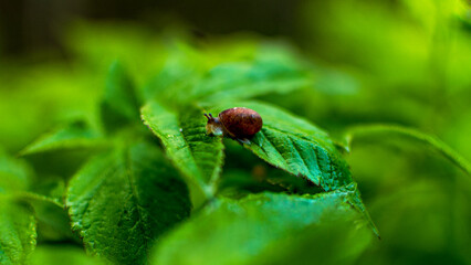 Small Snail on Green Leaves Macro