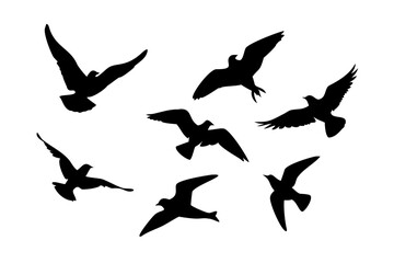 Flock of birds flying and perched on white background