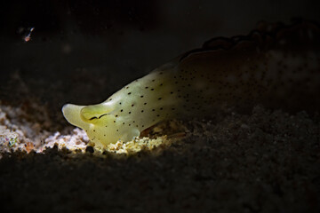 Ornate Sapsucking Slug - Elysia marginata - Dekor-Saftsauger