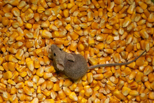 Mickey Mouse in the Corn