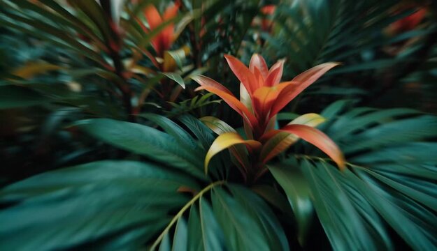 Bromeliad Flower, Tropical Plant, Exotic Bloom, Orange Blossom