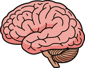 Human brain illustration showcasing anatomy for medical or educational purposes