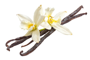 Vanilla beans and delicate white vanilla flowers isolated on transparent background