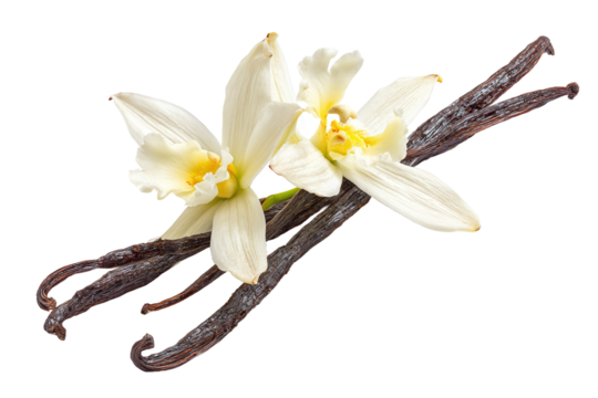 Vanilla beans and delicate white vanilla flowers isolated on transparent background