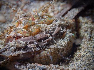 Bobbit Worm, Riesenborstenwurm (Eunice aphrotitois)