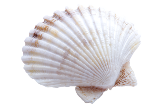 Closeup of a single white and brown seashell isolated on transparent background