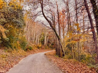 Autumn Mountain Road with Vibrant Orange Leaves and Trees