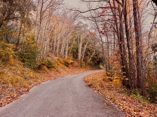 Fototapeta premium Autumn Mountain Road with Vibrant Orange Leaves and Trees