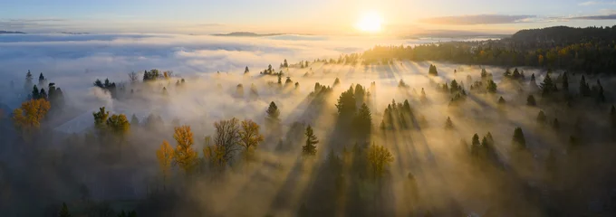 Fototapete Nebliger Morgen Sonnenlicht im Nebelwald bei Portland  © ead72