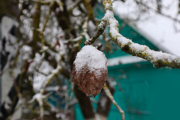 The first soft snow on a dry autumn leaf—winter has arrived