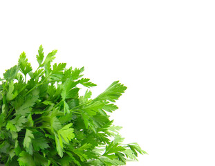 Fresh green parsley bunch on white background.