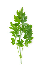 Fresh parsley leaves on white background