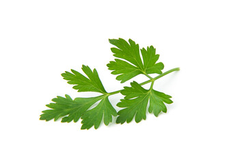 Fresh parsley leaves on white background