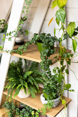 Close up of indoor plants on wooden shelves under modern staircase