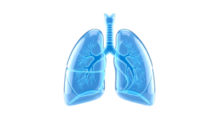 Human lungs and trachea transparent blue 3d render illustration