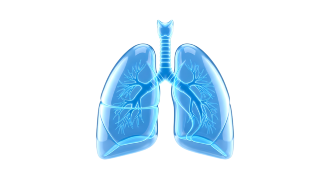 Human lungs and trachea transparent blue 3d render illustration