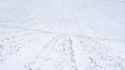Snowy sloped field with visible crop rows in winter