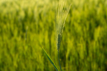 Naklejka premium Closeup of young green barley head on blurred background, spring growth concept with natural light and soft focus