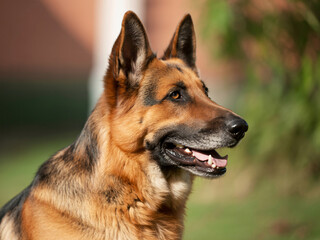 Majestic German Shepherd portrait showing loyalty and intelligence in natural light, perfect for pet lovers and family-friendly marketing campaigns