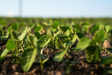 Green soybean plants growing in field on sunny day
