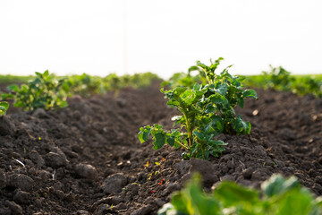 Close-up of fresh potato plant growing in rich brown soil at sunrise on agricultural field