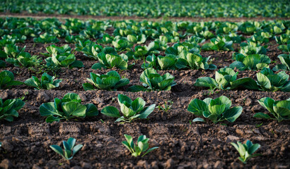 Green cabbage plants in rows on agricultural field natural vegetable cultivation landscape