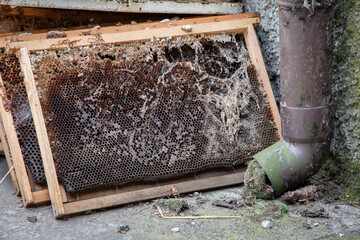 Worn bee structures reveal seasonal decline and ecological focus