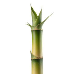 Obraz premium Fresh green bamboo shoot plant stalk isolated on transparent background