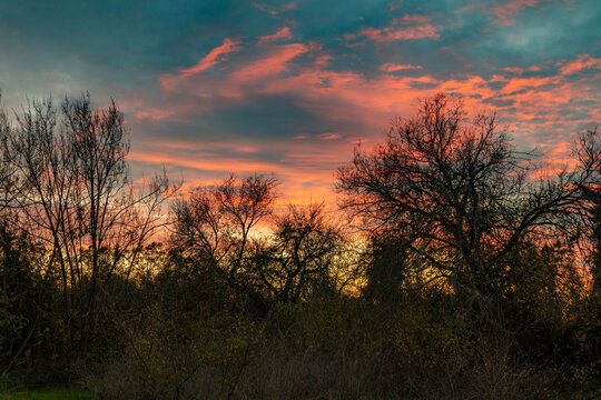 Silhouettes of bare trees against a stunning Mediterranean sunset sky with pink clouds and golden glow. A dramatic and minimalist winter scene in Turkey.

