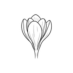 Crocus flower outline
