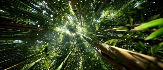 Obraz premium Looking up into a dense, vibrant green bamboo forest with bright sunlight filtering through