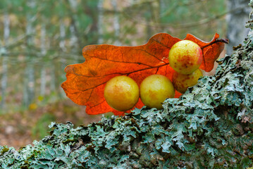 galasy jabłka dębowe pod liściem