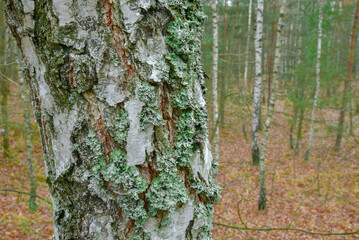 brzoza z porostem tarczownicy bruzdkowanej © Mariusz Sowula