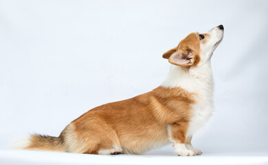 Red and White Pembroke Welsh Corgi Dog Sitting Sideways and Looking Up, Isolated on White.