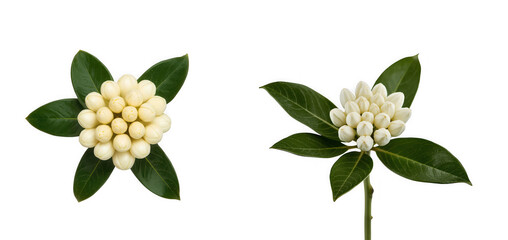Two distinct clusters of white, spherical flower buds with vibrant green leaves, showcasing their natural beauty, isolated on transparent background