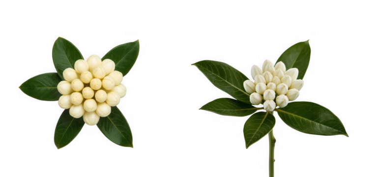 Two distinct clusters of white, spherical flower buds with vibrant green leaves, showcasing their natural beauty, isolated on transparent background