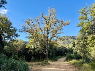 Rural Dirt Road Through Countryside with Prominent Holm Oak Tree