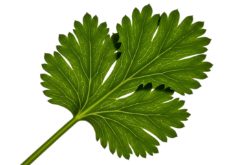 A single vibrant green cilantro leaf with deeply lobed and serrated edges, isolated on transparent background