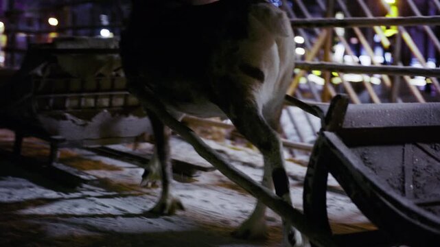 Commercial video showing the details of the legs of a reindeer walking through the snow and pulling a sled behind it. Nighttime footage. 4K.