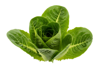 A fresh, crisp head of romaine lettuce, often used for caesar salad, isolated on transparent background
