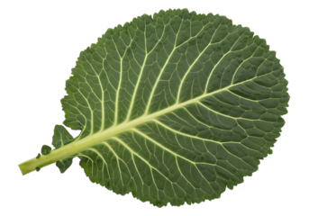 A single, large, dark green collard green leaf with prominent light green veins, isolated on transparent background