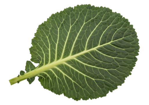 A single, large, dark green collard green leaf with prominent light green veins, isolated on transparent background - Powered by Adobe