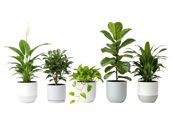 Obraz premium A collection of five different vibrant green potted house plants displayed in modern white ceramic planters isolated on transparent background