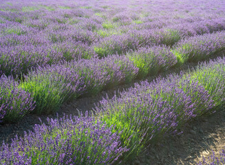 Morning in a fragrant lavender field. Commercial lavender cultivation. Lavandula angustifolia Munstead. Bright purple fragrant flowers