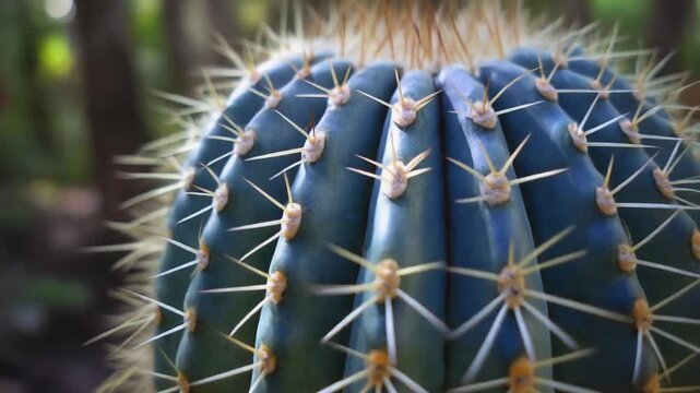 Cactus's Spikes Close-Up: An intricate macro view showcases a vibrant cactus, its sturdy form adorned with a striking pattern of sharp spines, set against a blurred background.
