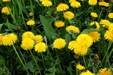 A field of yellow dandelions in summer. Taraxacum officinale, the medicinal dandelion.
