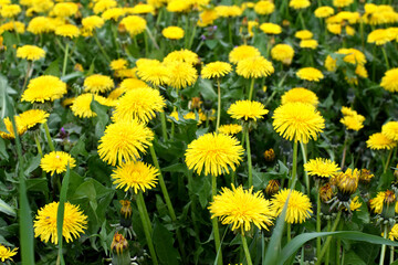 A field of yellow dandelions in summer. Taraxacum officinale, the medicinal dandelion.